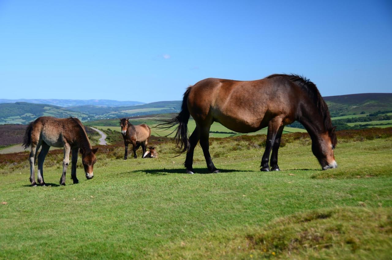 Southcliffe B&B Lynton Bagian luar foto